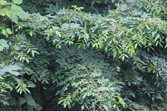Cyclocarya paliurus