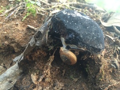 Tylopilus alboater