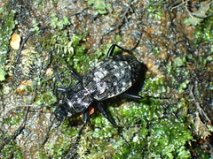 Carabus variolosus