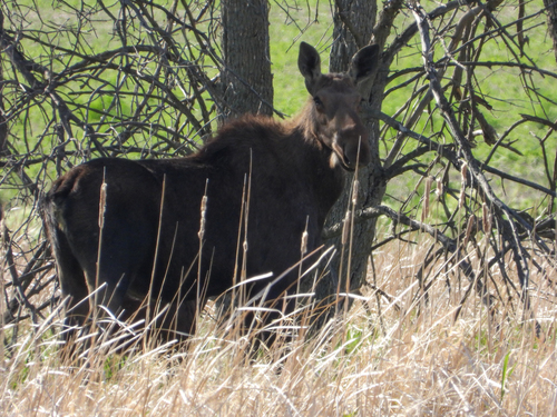 Moose photographed in North Dakota