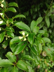 Cornus elliptica