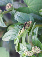 Ropalidia hongkongensis