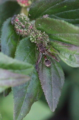 Ropalidia hongkongensis
