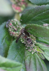 Ropalidia hongkongensis