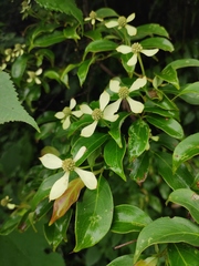 Cornus elliptica