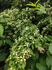Cornus elliptica