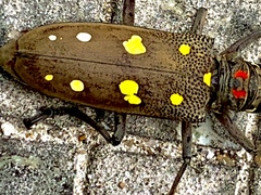 Batocera