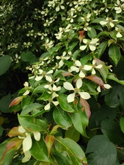 Cornus elliptica