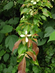 Cornus elliptica