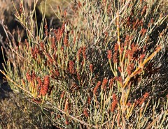 Allocasuarina pusilla