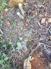 Acacia podalyriifolia