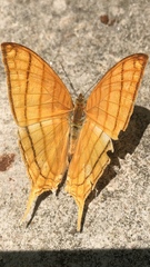 Marpesia harmonia
