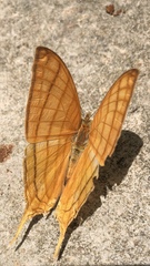 Marpesia harmonia