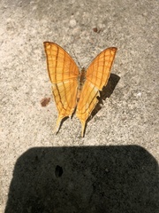 Marpesia harmonia