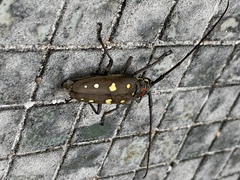 Batocera