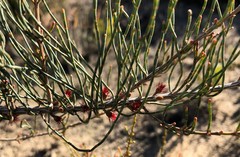 Allocasuarina pusilla