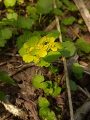 Chrysosplenium serreanum
