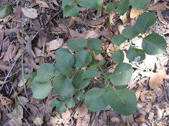 Erythrophleum chlorostachys