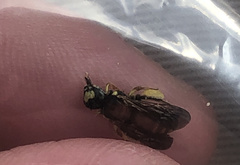 Protandrena abdominalis