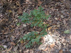 Erythrophleum chlorostachys