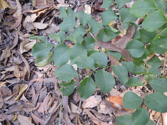 Erythrophleum chlorostachys