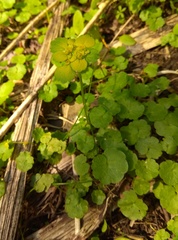 Chrysosplenium serreanum