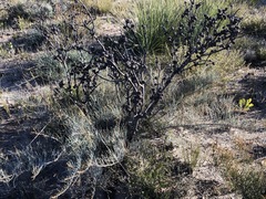Allocasuarina pusilla
