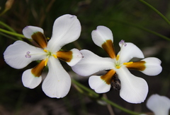 Aristea teretifolia