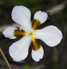 Aristea teretifolia