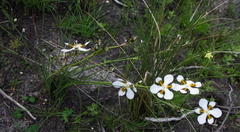 Aristea teretifolia