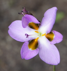 Aristea teretifolia