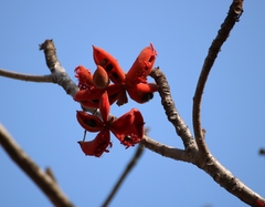 Sterculia villosa