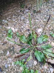 Plantago depressa