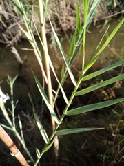 Phragmites australis image