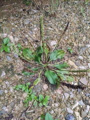 Plantago depressa