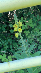 Verbascum