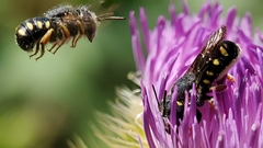 Pseudoanthidium nanum