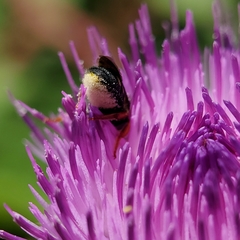 Pseudoanthidium nanum