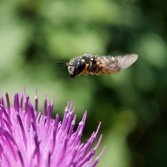 Pseudoanthidium nanum