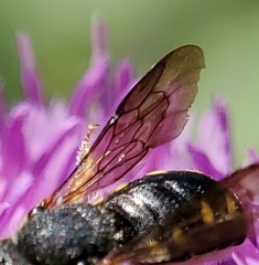 Pseudoanthidium nanum