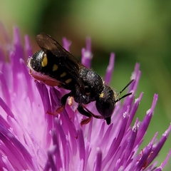 Pseudoanthidium nanum