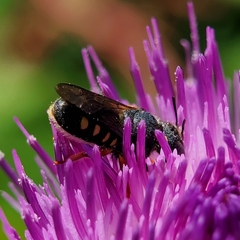 Pseudoanthidium nanum