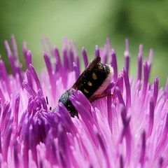 Pseudoanthidium nanum