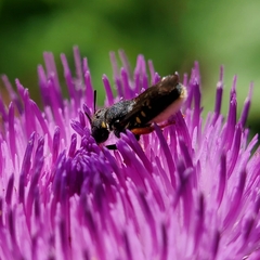 Pseudoanthidium nanum