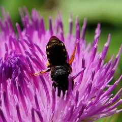 Pseudoanthidium nanum