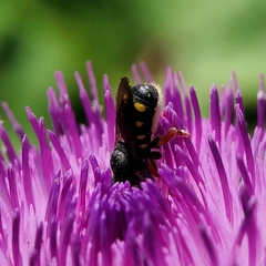 Pseudoanthidium nanum