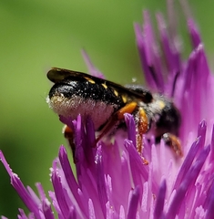 Pseudoanthidium nanum