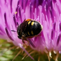 Pseudoanthidium nanum