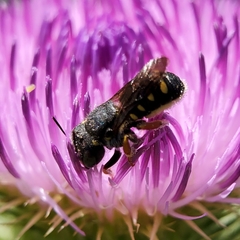 Pseudoanthidium nanum