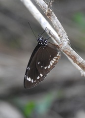 Euploea darchia
